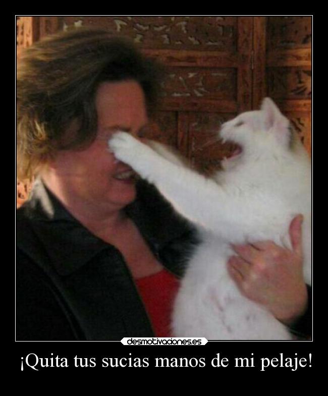 carteles humor gatos graciosas pelaje pelo manos ojalaqueshueva rilacs desmotivaciones