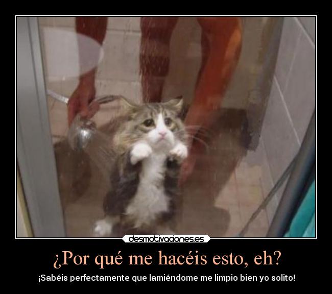 ¿Por qué me hacéis esto, eh? - 