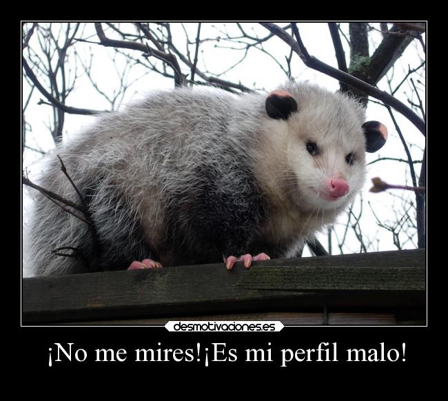 ¡No me mires!¡Es mi perfil malo! -