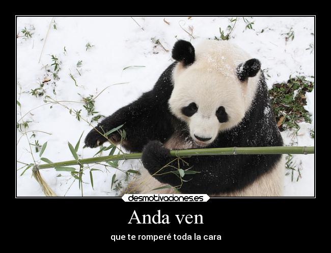 Anda ven - que te romperé toda la cara