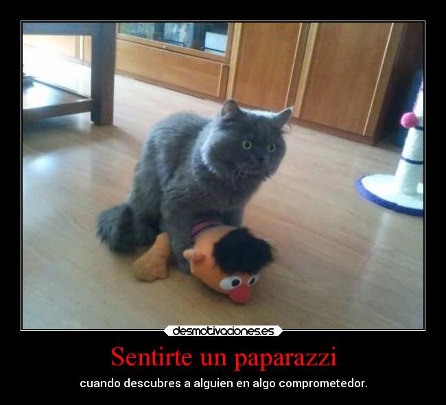 Sentirte un paparazzi - 