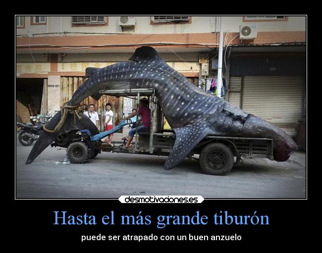 Hasta el más grande tiburón - puede ser atrapado con un buen anzuelo