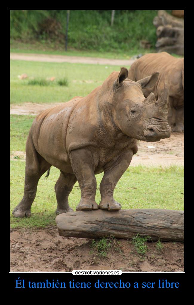 Él también tiene derecho a ser libre -