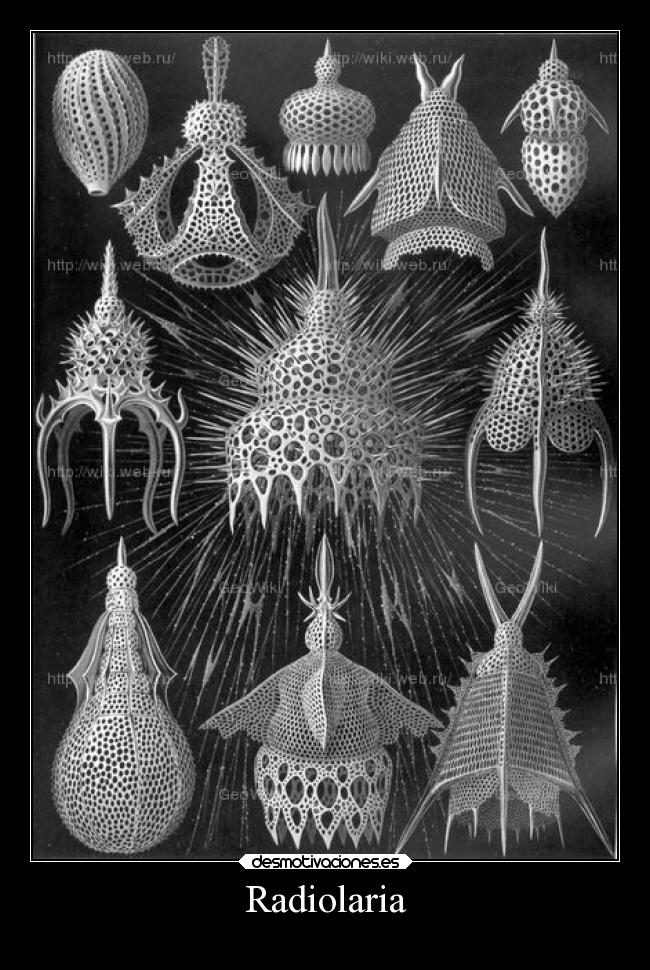 Radiolaria -