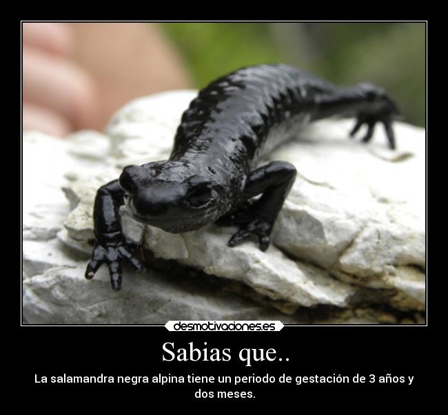 Sabias que.. - La salamandra negra alpina tiene un periodo de gestación de 3 años y
dos meses.