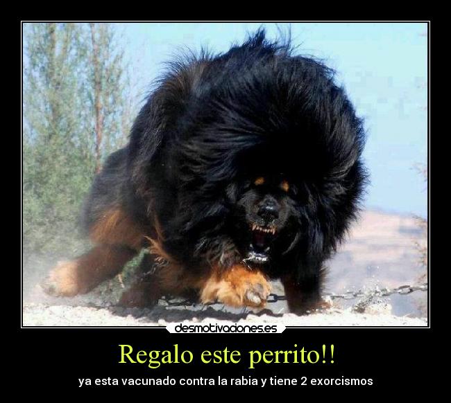 Regalo este perrito!! - ya esta vacunado contra la rabia y tiene 2 exorcismos