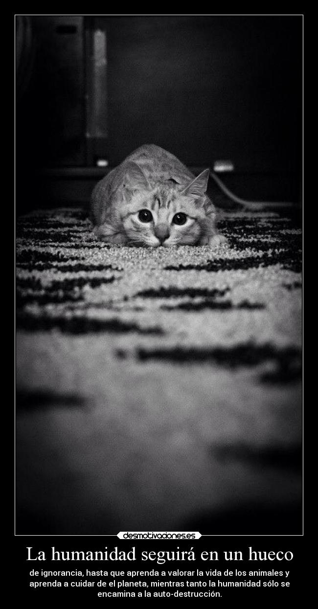 La humanidad seguirá en un hueco - de ignorancia, hasta que aprenda a valorar la vida de los animales y
aprenda a cuidar de el planeta, mientras tanto la humanidad sólo se
encamina a la auto-destrucción.