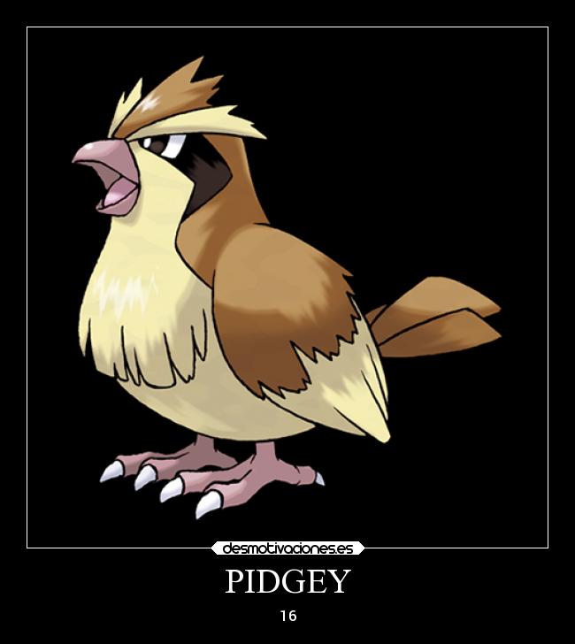 PIDGEY - 16