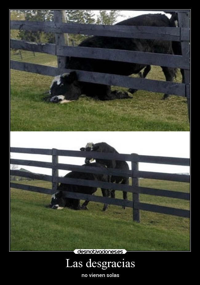 carteles sexo vida humor graciosas animales vaca desmotivaciones