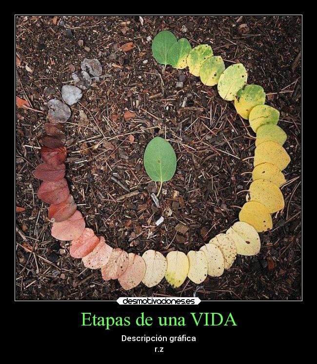 Etapas de una VIDA - Descripción gráfica
r.z