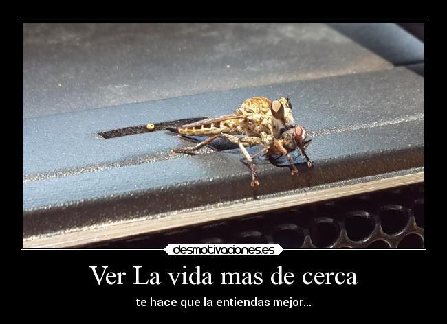 Ver La vida mas de cerca - te hace que la entiendas mejor...