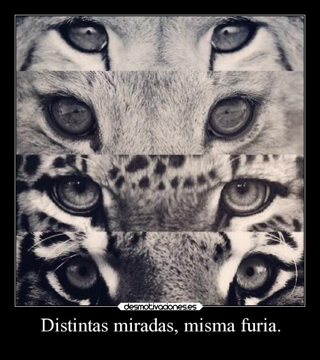 carteles vida frases animales sandy78cris desmotivaciones