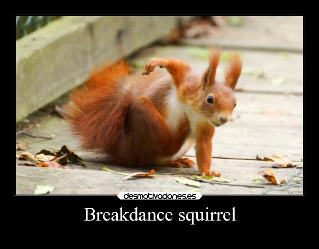 Breakdance squirrel - 