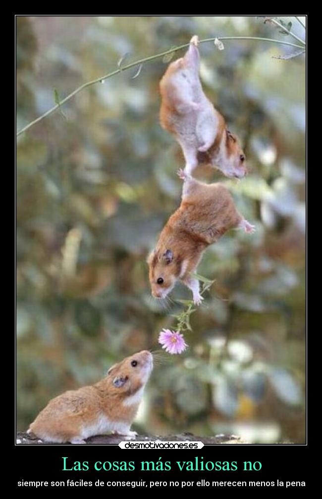 Las cosas más valiosas no - 