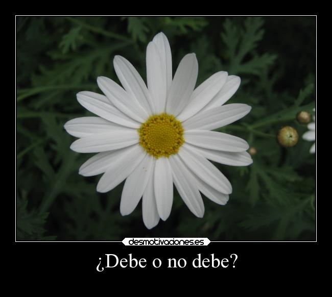 ¿Debe o no debe? -