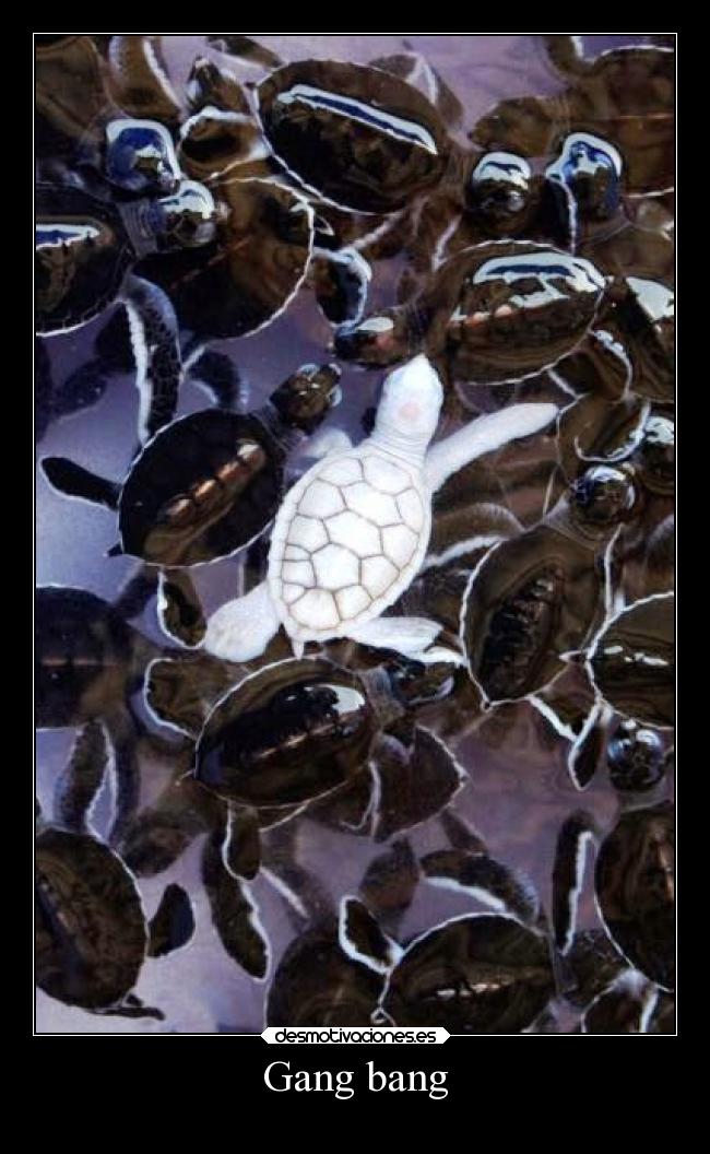 Gang bang - 