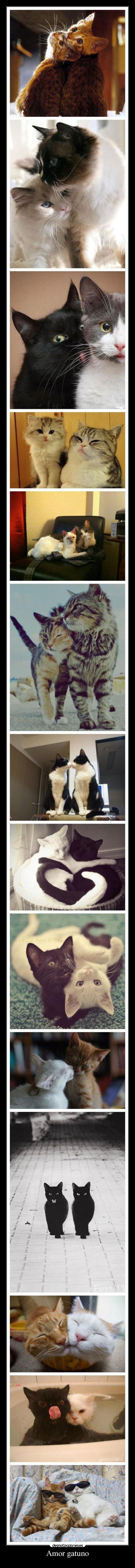 Amor gatuno - 