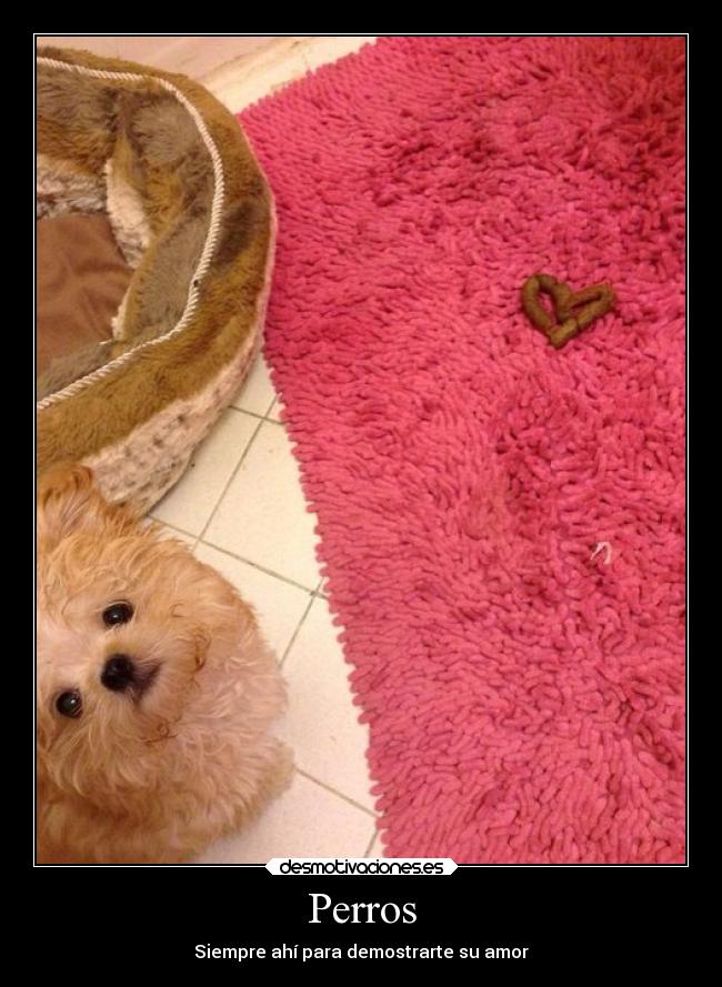Perros -