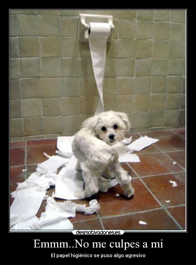 Emmm..No me culpes a mi - El papel higiénico se puso algo agresivo
