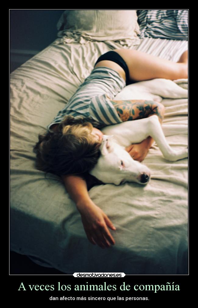 A veces los animales de compañía - 