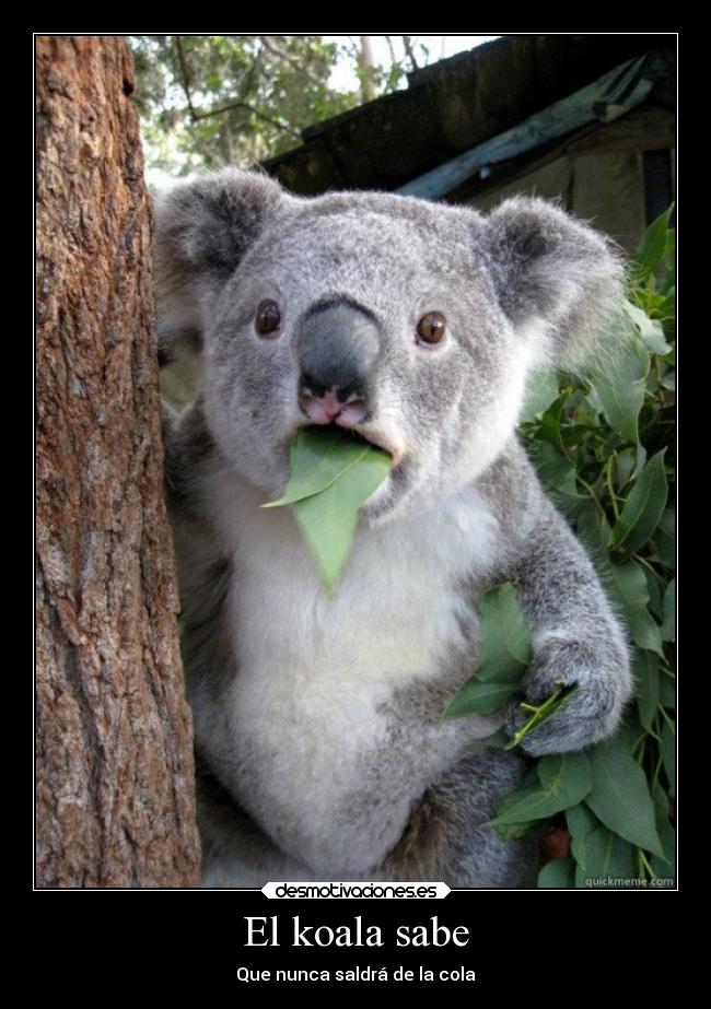 El koala sabe - Que nunca saldrá de la cola