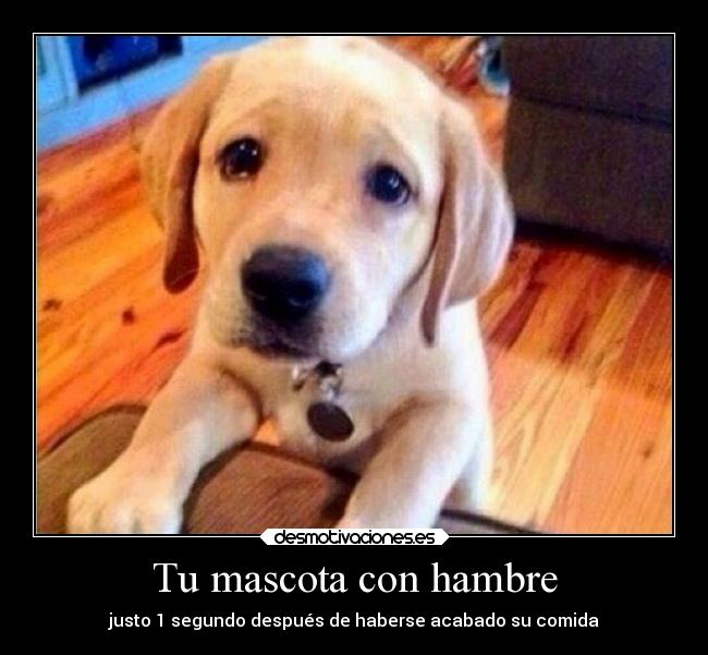 Tu mascota con hambre - justo 1 segundo después de haberse acabado su comida