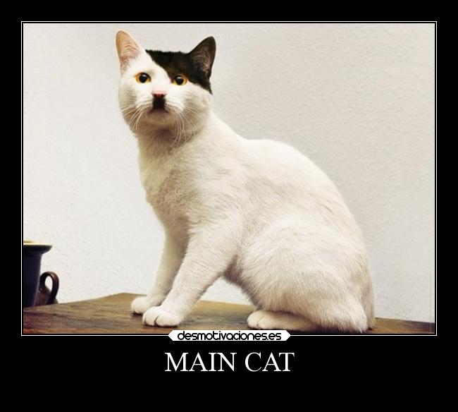 MAIN CAT -