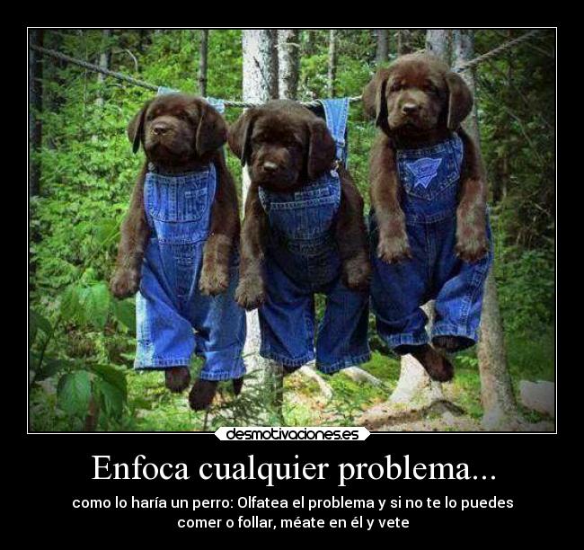 carteles animales desmotivaciones