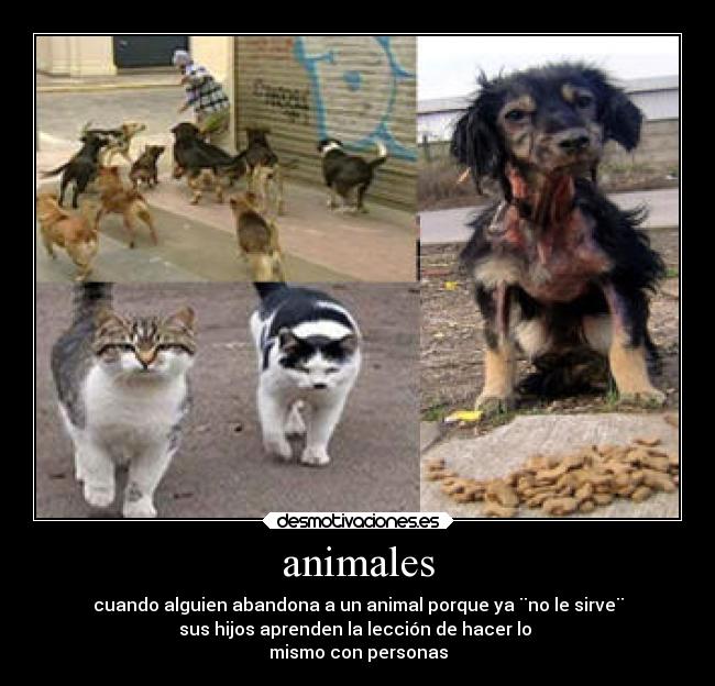 animales -