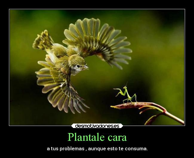 Plantale cara - a tus problemas , aunque esto te consuma.