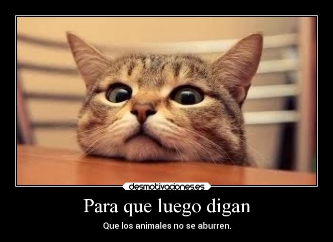 Para que luego digan - Que los animales no se aburren.