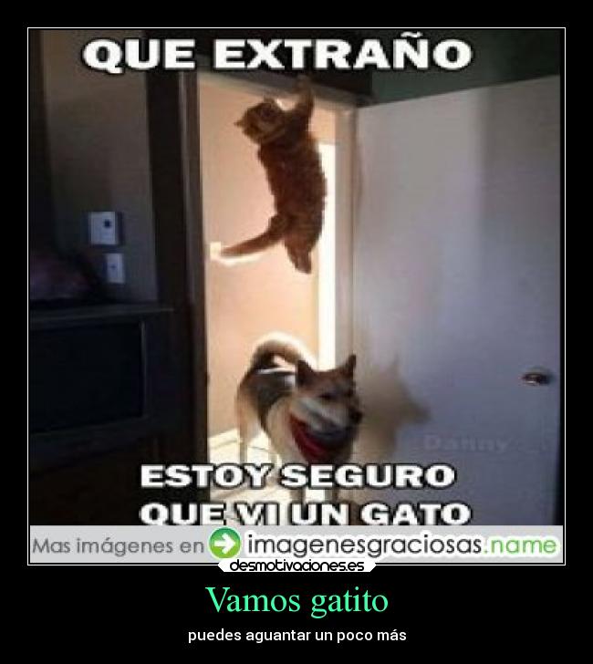 Vamos gatito -