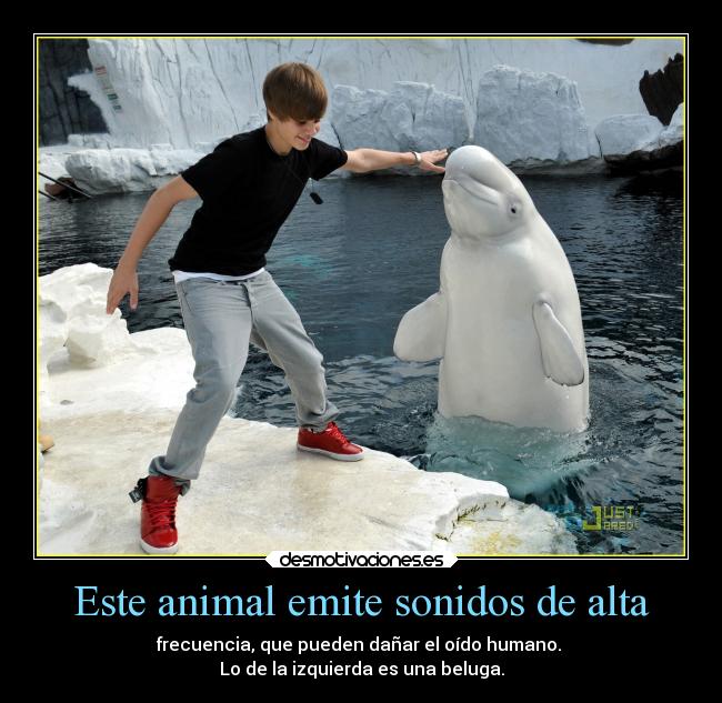Este animal emite sonidos de alta - frecuencia, que pueden dañar el oído humano.
Lo de la izquierda es una beluga.