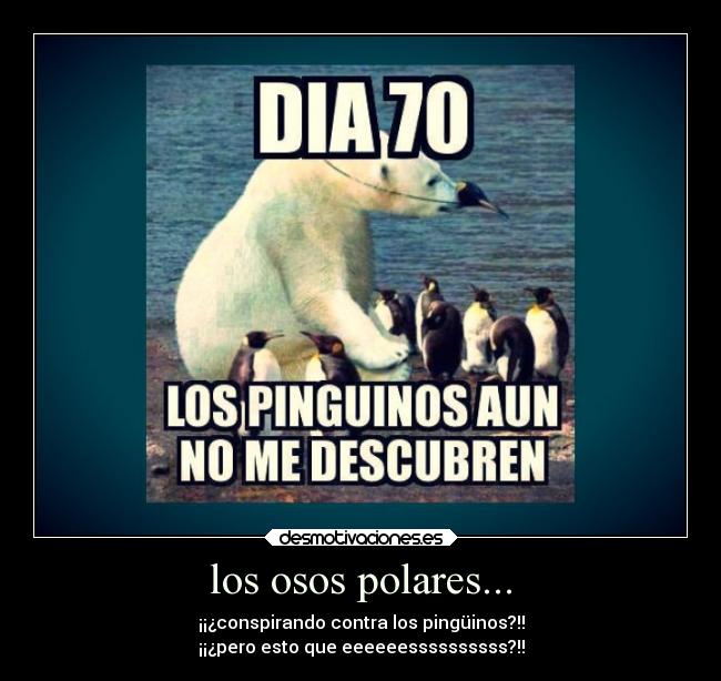 los osos polares... - 