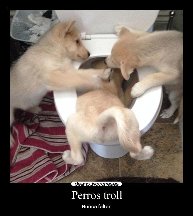 Perros troll - Nunca faltan