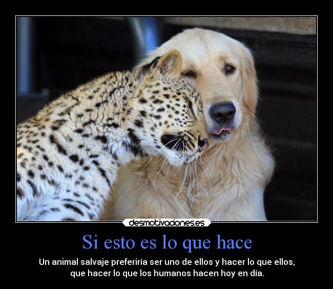 Si esto es lo que hace - 