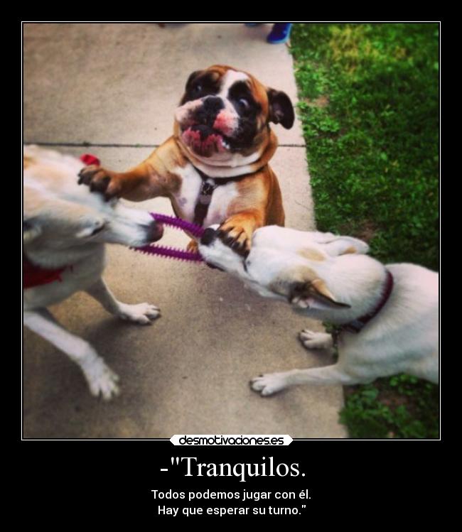 carteles animales perros desmotivaciones