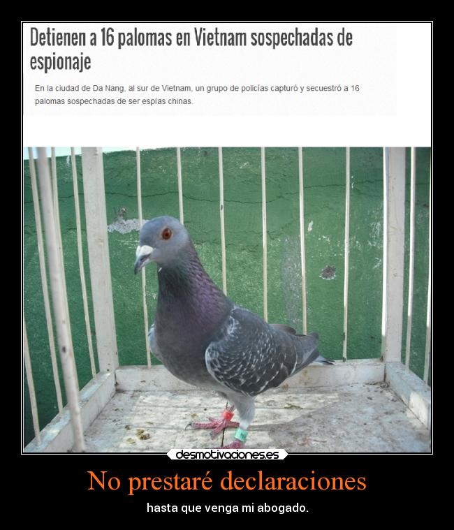 carteles animales risa humor vanete paloma aves espionaje desmotivaciones