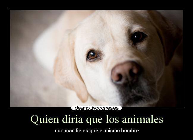 carteles animales sentimientos corazon animales amor perros phantom desmotivaciones