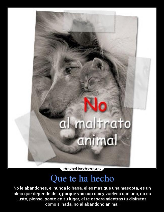 Que te ha hecho - No le abandones, el nunca lo haría, el es mas que una mascota, es un
alma que depende de ti, porque vas con dos y vuelves con uno, no es
justo, piensa, ponte en su lugar, el te espera mientras tu disfrutas
como si nada, no al abandono animal.