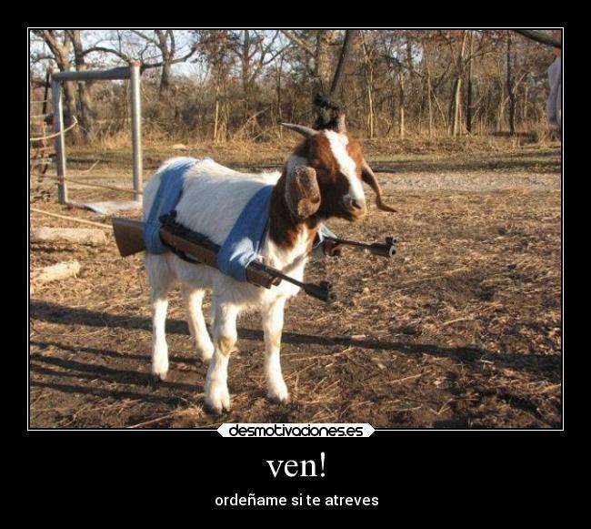 ven! - ordeñame si te atreves