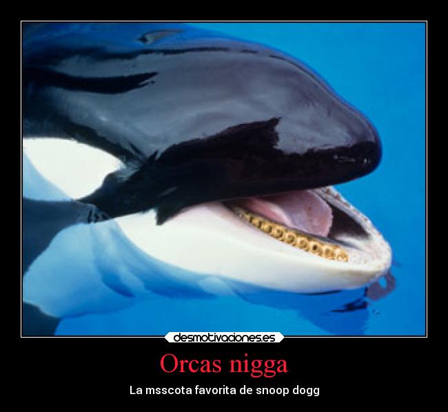 Orcas nigga - La msscota favorita de snoop dogg