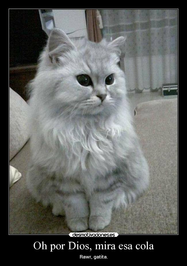 Oh por Dios, mira esa cola - Rawr, gatita.