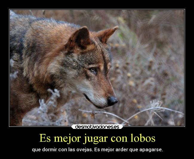 carteles dormir animales lobos jugar ovejas mejor arder apagarse desmotivaciones