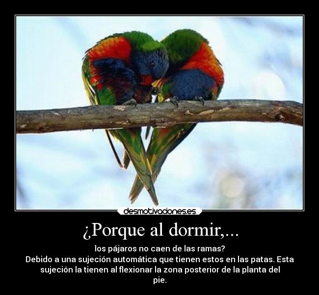 ¿Porque al dormir,... - los pájaros no caen de las ramas?
Debido a una sujeción automática que tienen estos en las patas. Esta
sujeción la tienen al flexionar la zona posterior de la planta del
pie.
