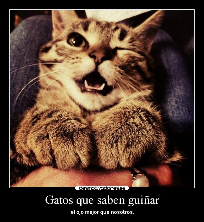 Gatos que saben guiñar - el ojo mejor que nosotros.