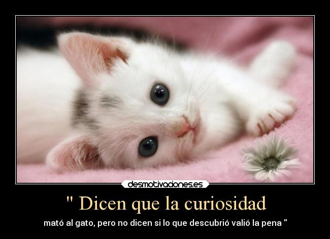 carteles gatos mascota sabiduria desmotivaciones