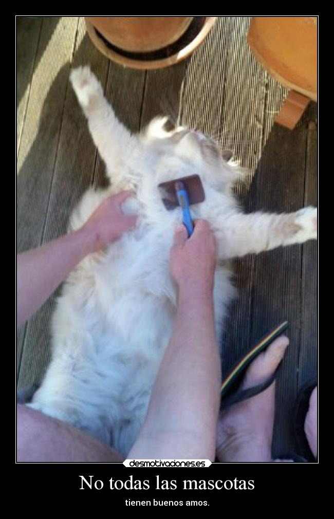 No todas las mascotas -