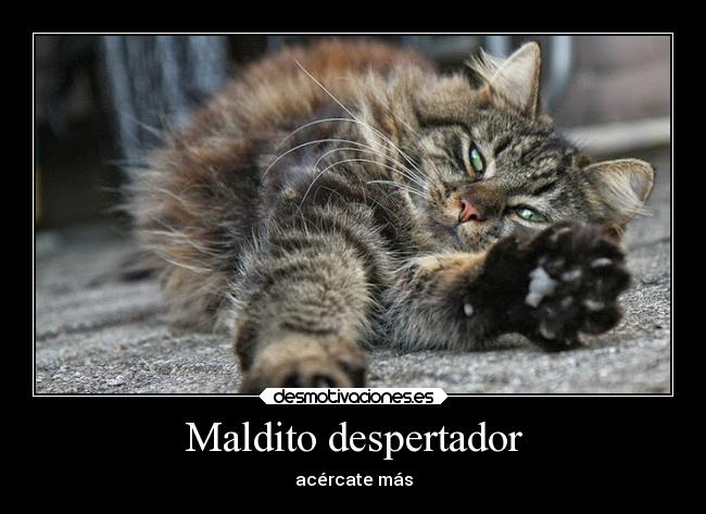 carteles graciosas humor vida dormir gatos animales desmotivaciones