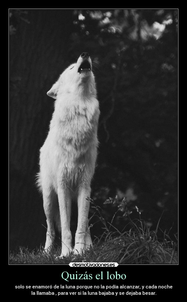 Quizás el lobo - 